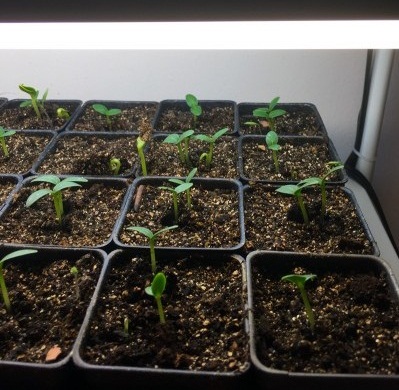 پرورش گیاهان در طبقه نشا زیر چراغ های رشد